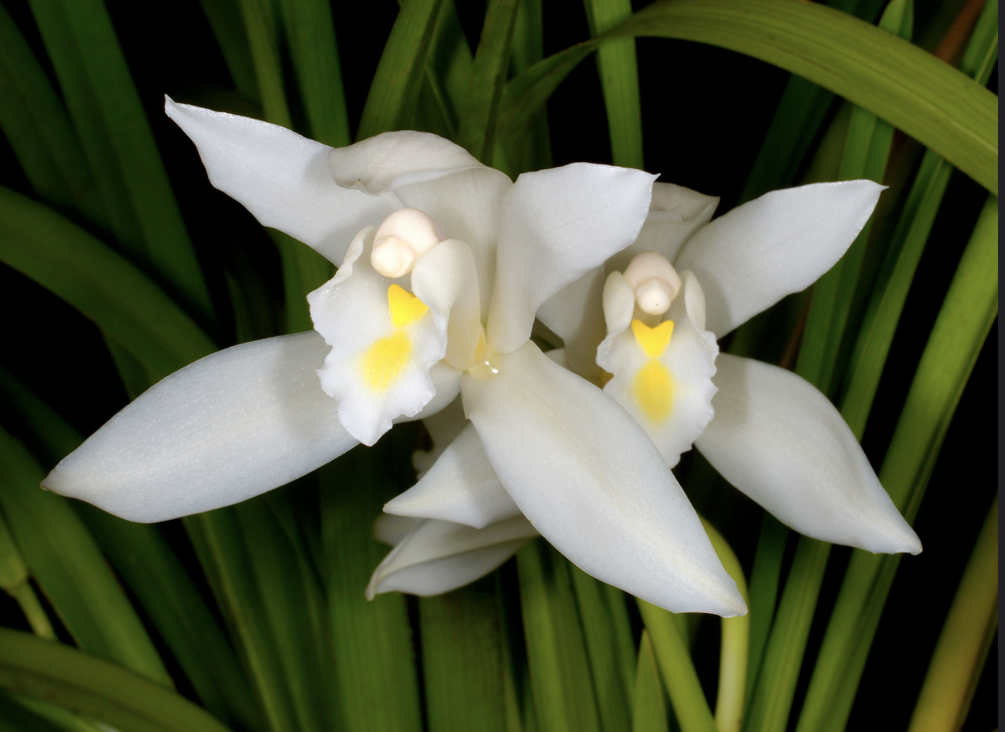 Cymbidium maguanense