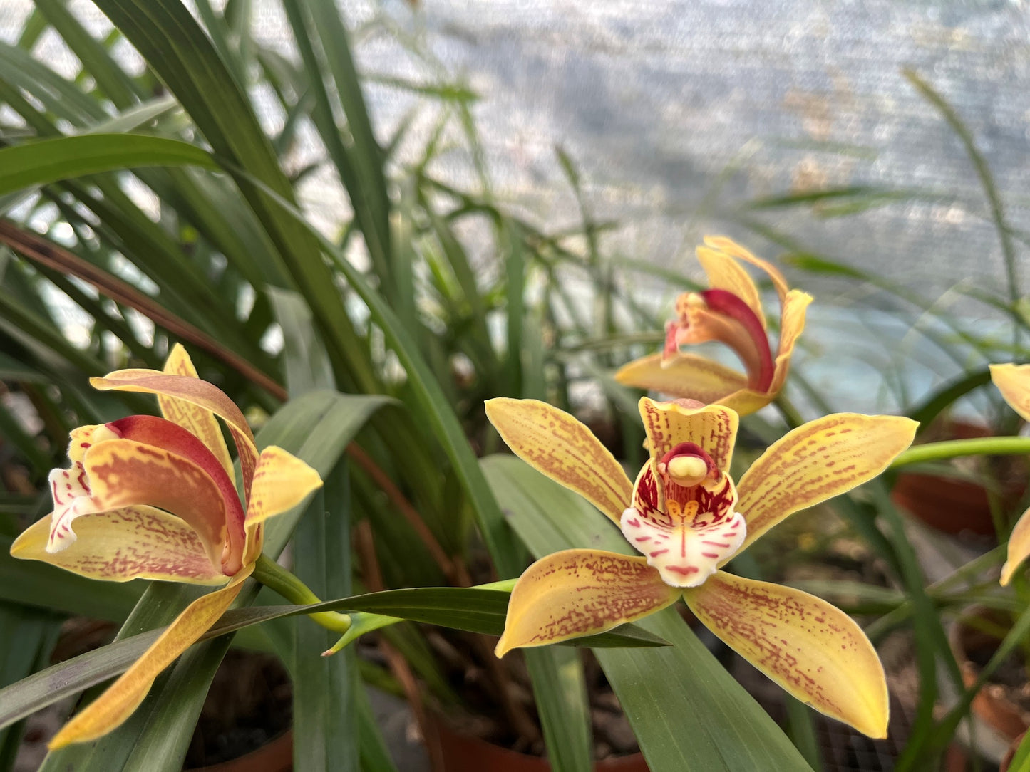 Cymbidium erythraeum x maguanense