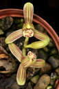 Cymbidium nanulum