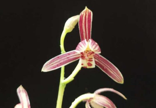 Cymbidium nunulum