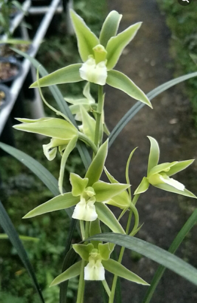 Cymbidium qiubeiense fma alba