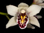 Cymbidium sanderae