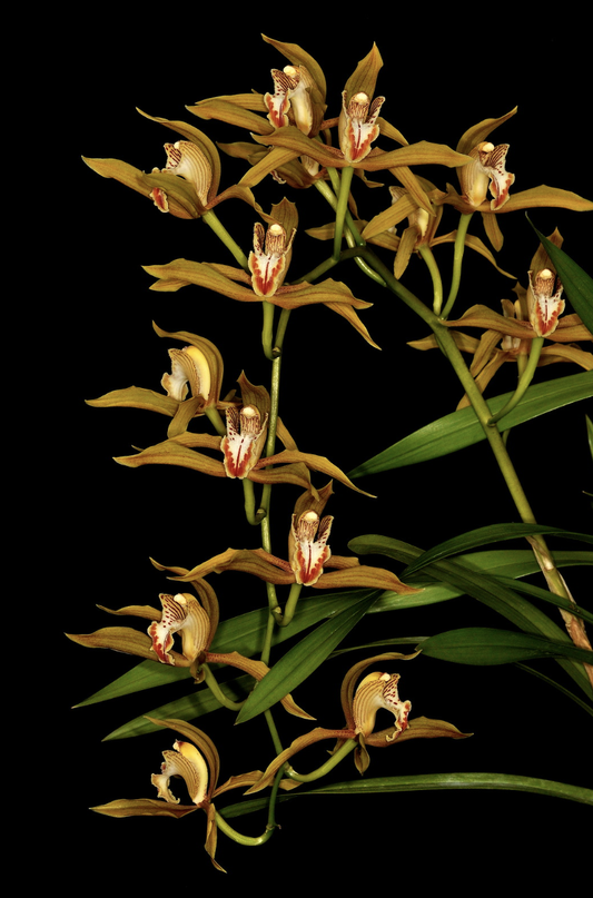 Cymbidium schroederi deflasked 2 years