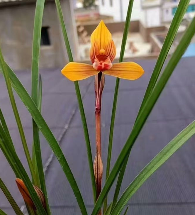 Cymbidium serratum Orange Nice Scent