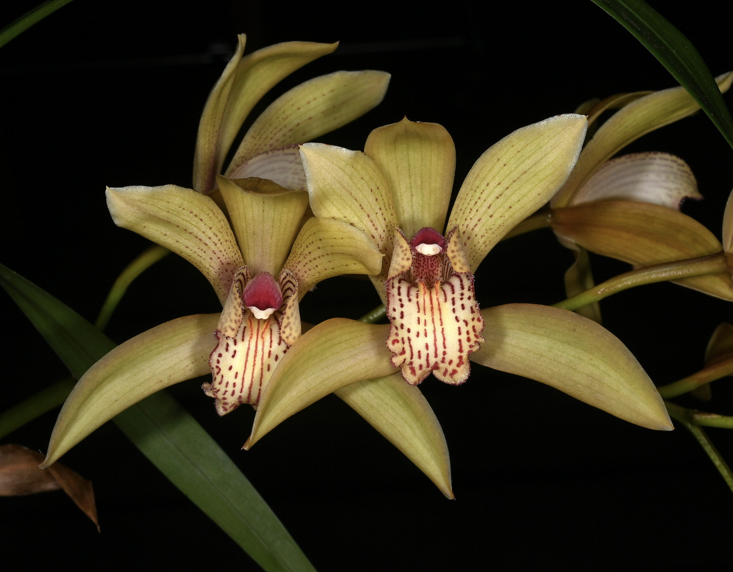 Cymbidium sichuanicum 