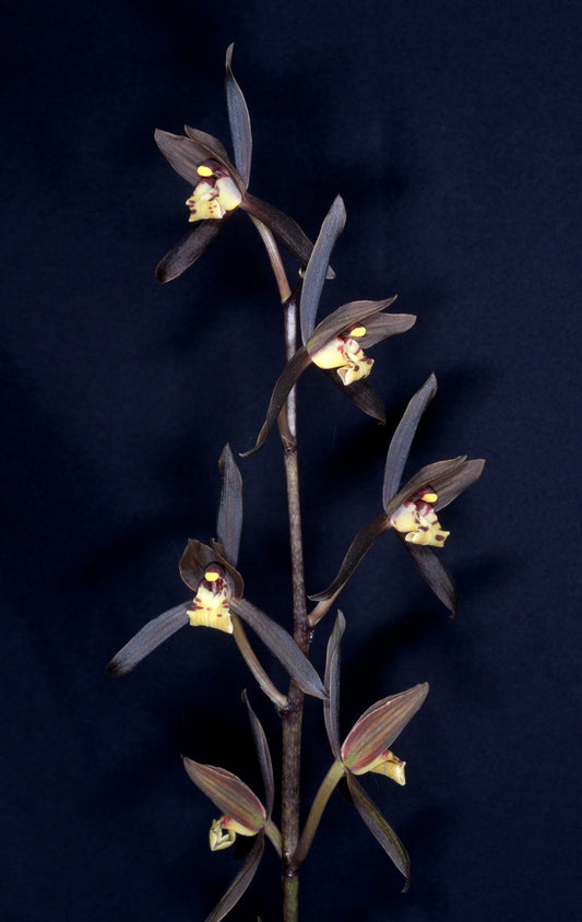 Cymbidium sinense