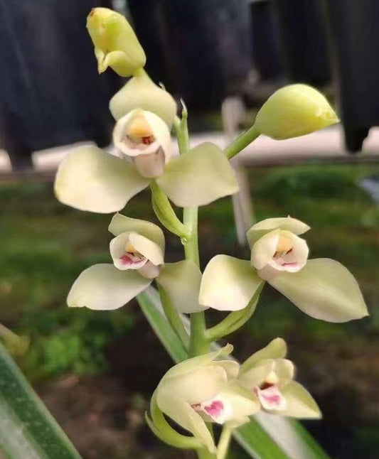 Cymbidium sinense 'Chacheng Lotus'