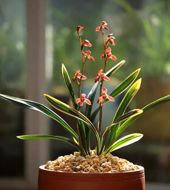 Cymbidium sinense 'Cuxiao'