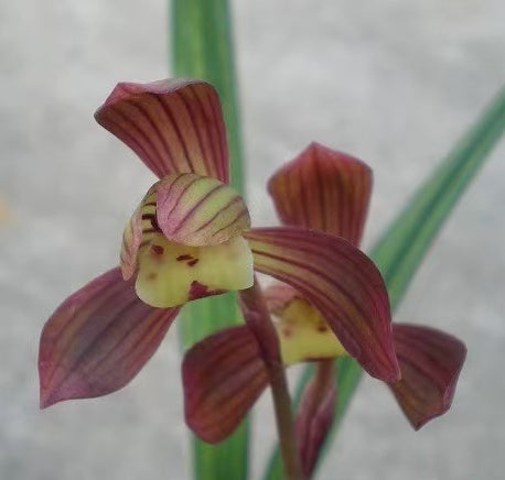 Cymbidium sinense 'Fuguijinlong'