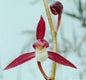 Cymbidium sinense 'Jiangshanmeiren'