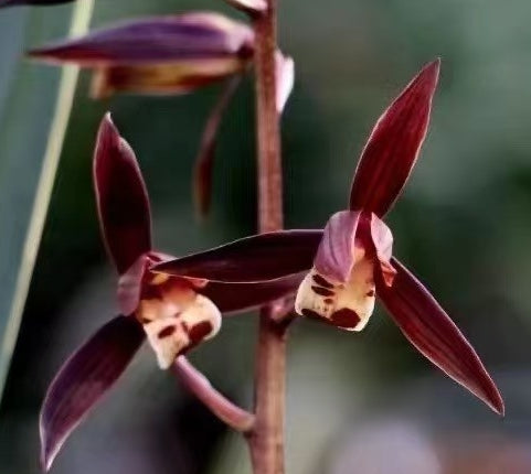 Cymbidium sinense  'Jinfengjin'