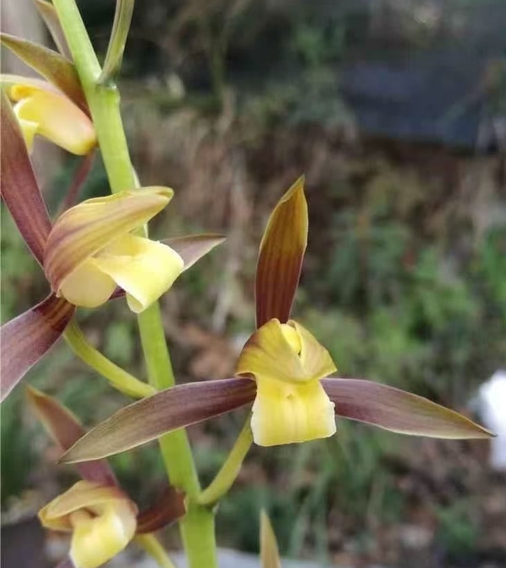 Cymbidium sinense  'Jinyuliangyuan'