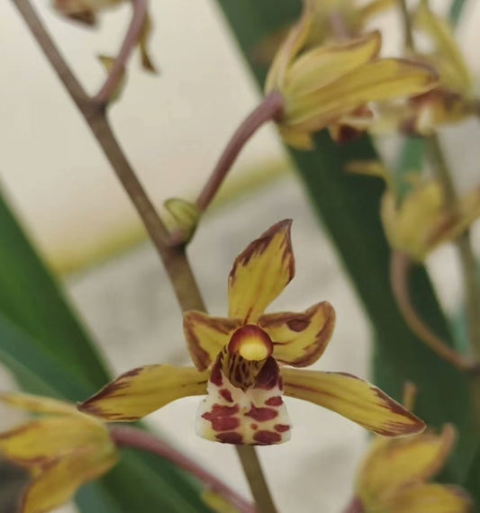 Cymbidium sinense 'Jinyumantang'