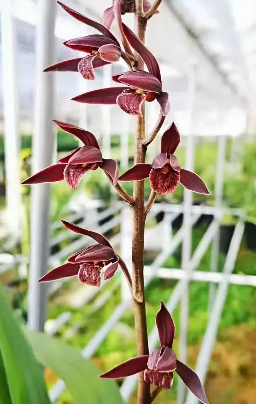 Cymbidium sinense 'Nanshanhong'