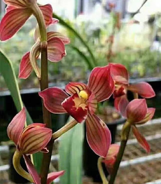 Cymbidium sinense 'Red Lotus'