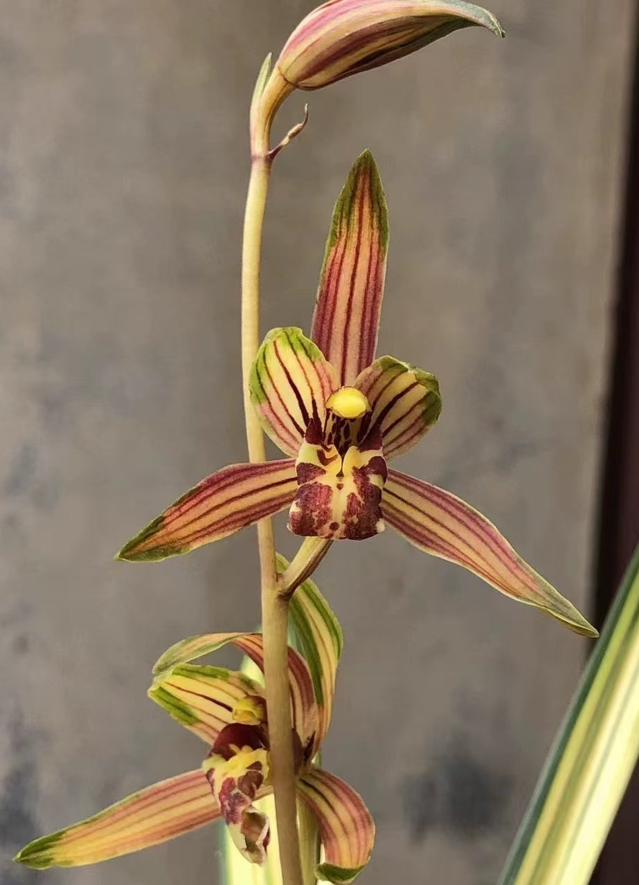 Cymbidium sinense variegated