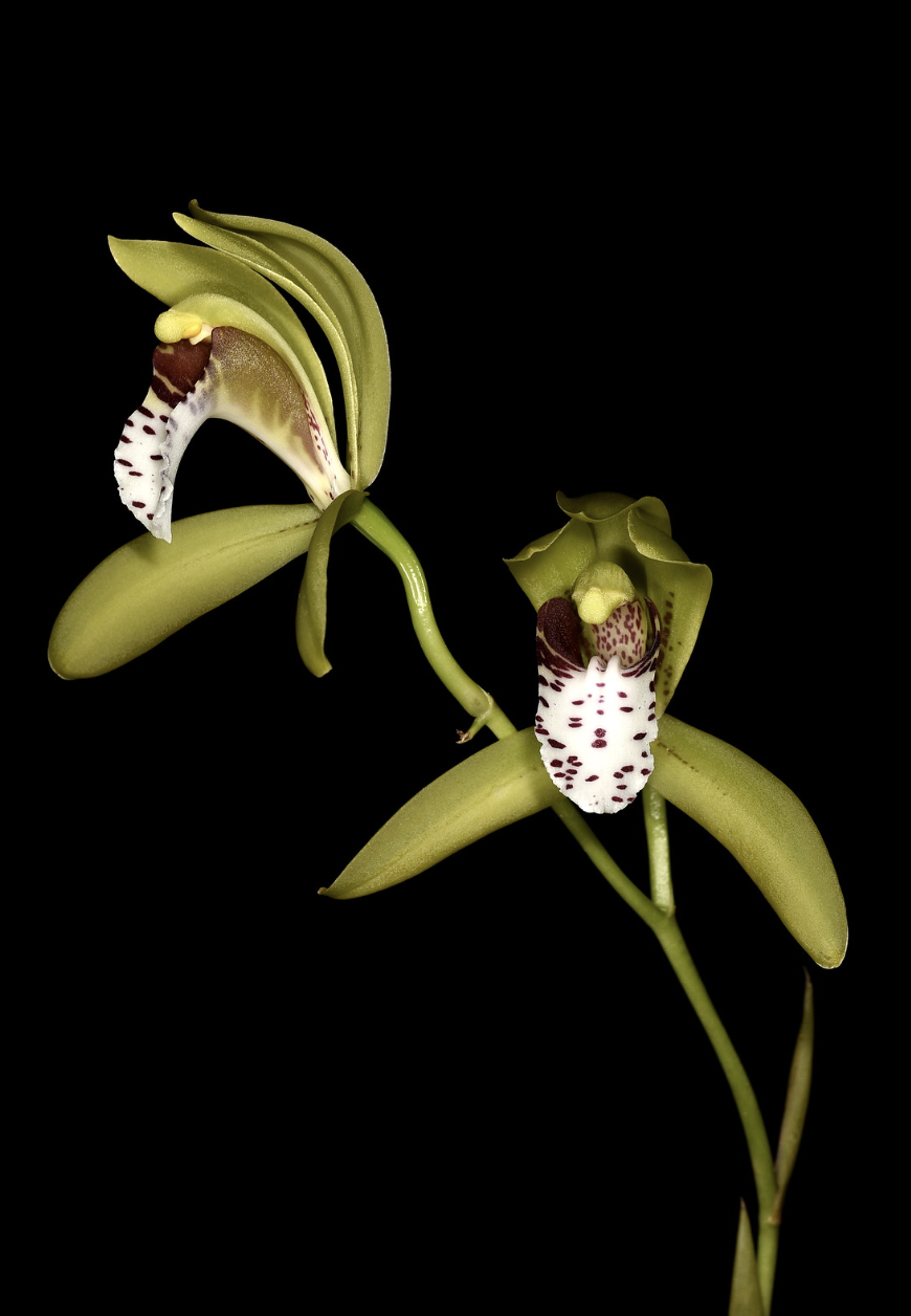 Cymbidium tigrinum