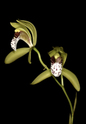 Cymbidium tigrinum