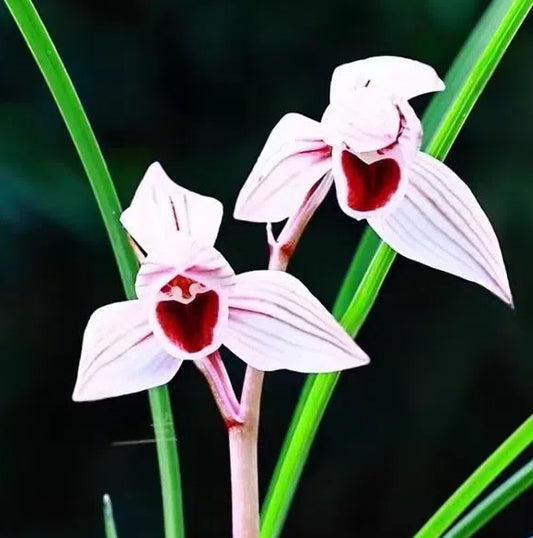 Cymbidium tortisepalum 'Xinxinxiangyin'