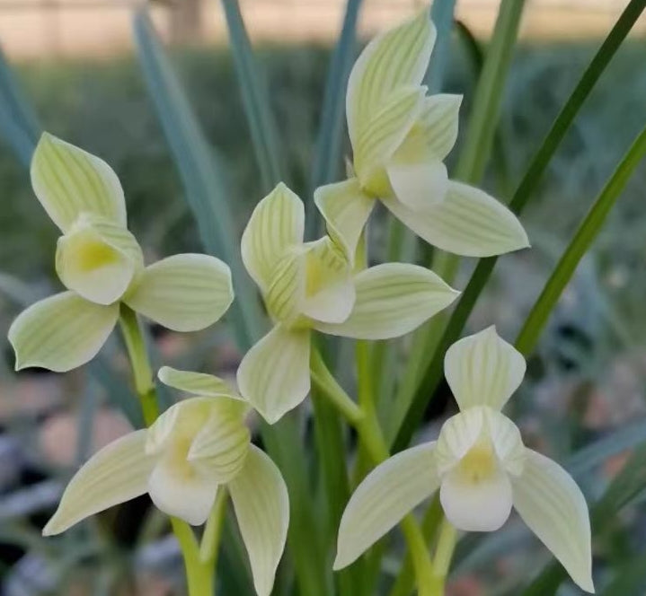 Cymbidium tortisepalum alba 'Yunlongsu'