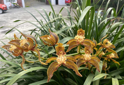 Cymbidium tracyanum