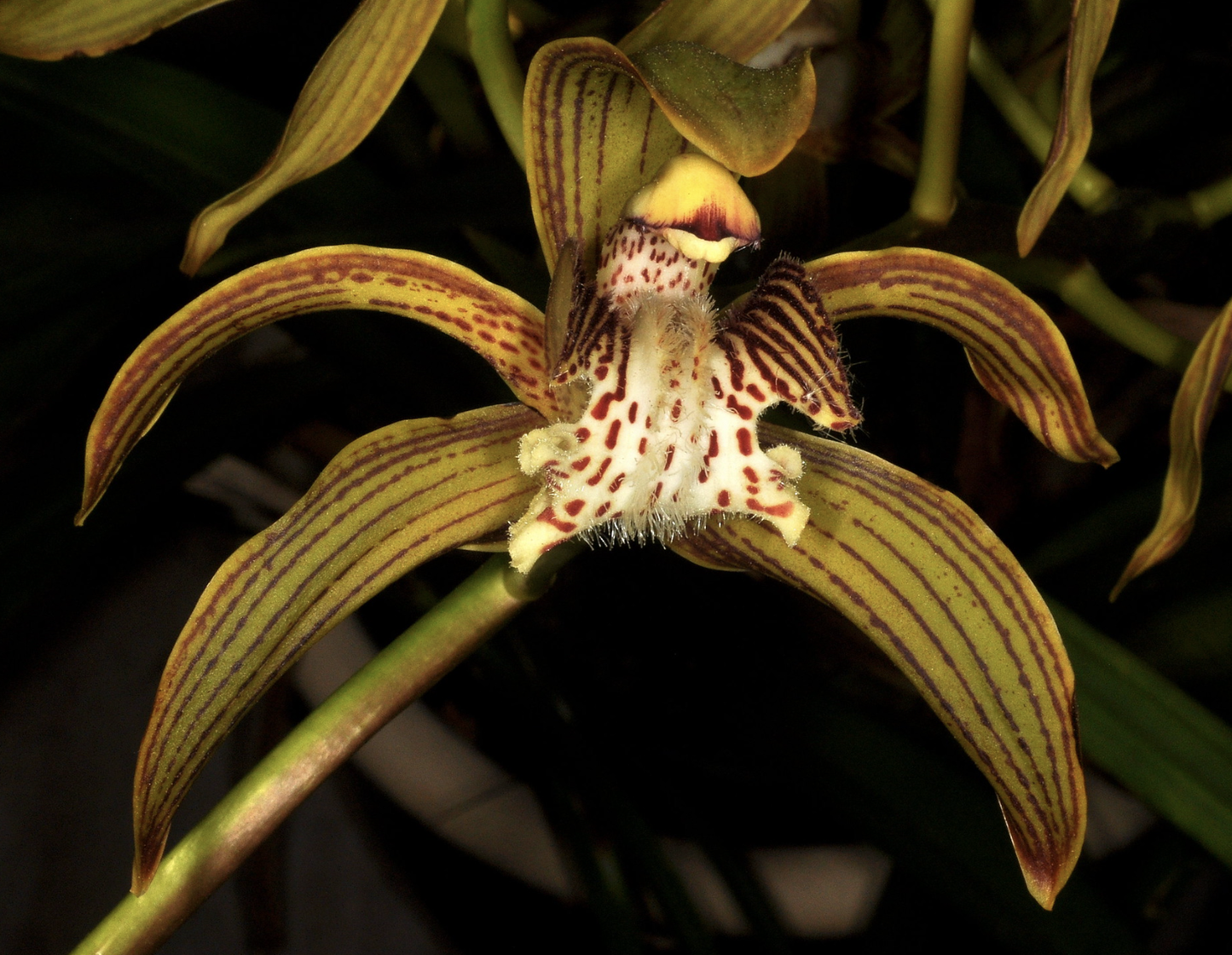 Cymbidium tracyanum