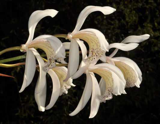 Cymbidium wenshanense fragrant