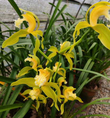 Cymbidium tracyanum fma alba