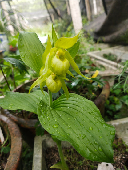 Cypripedium henryi