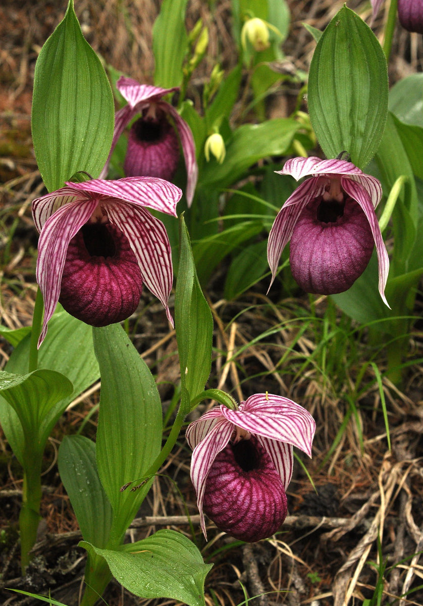 Cypripedium tibeticum