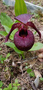 Cypripedium calcicola