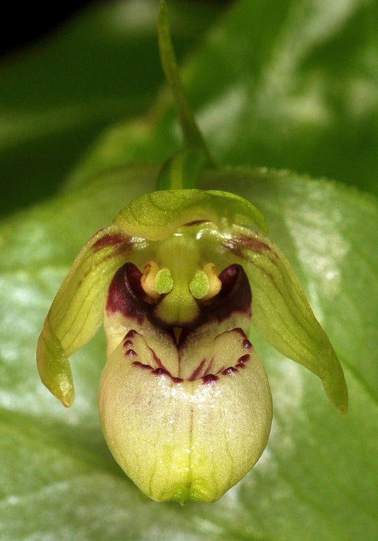 Cypripedium debile