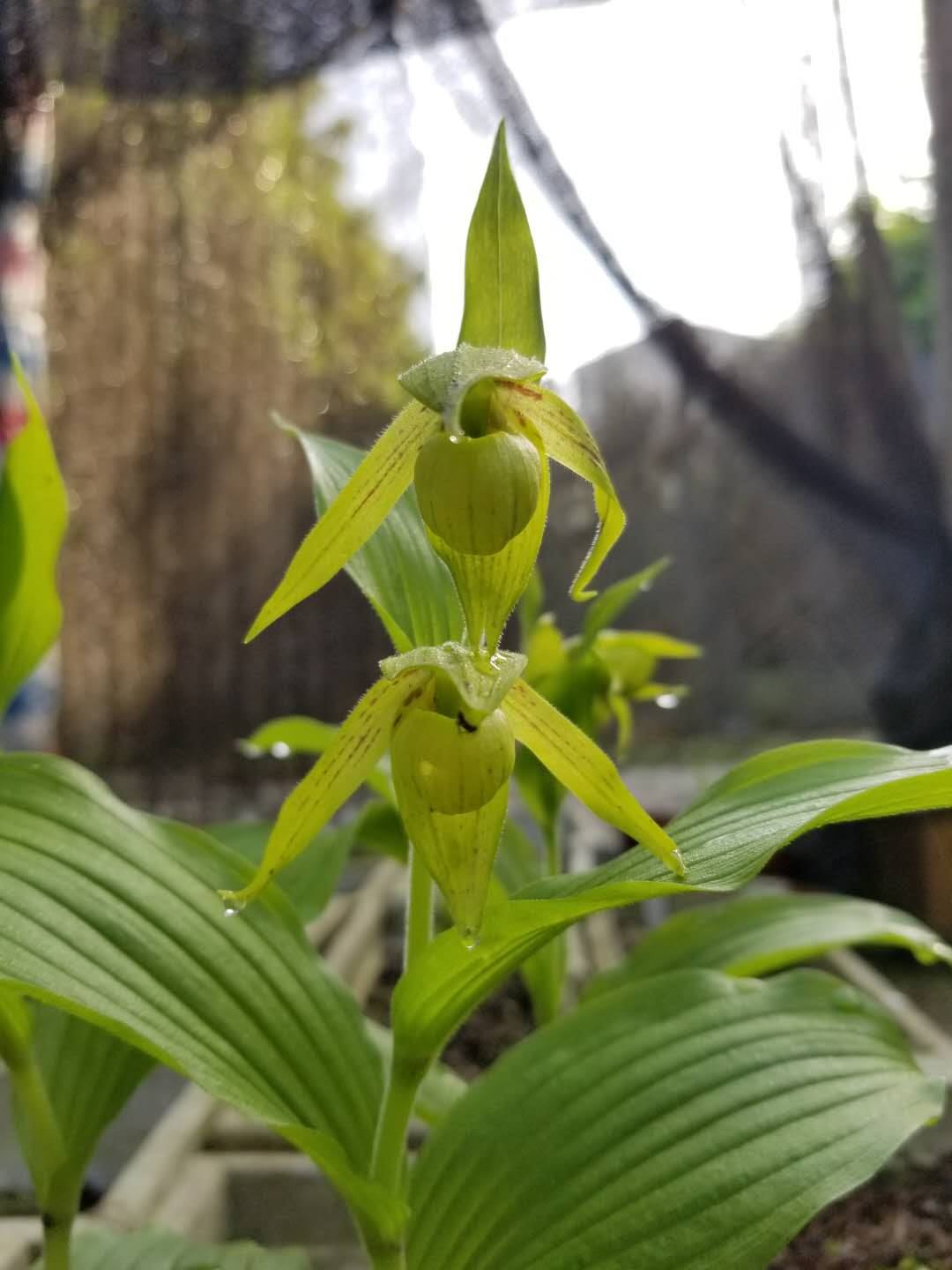 Cypripedium henryi