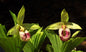 Cypripedium japonicum