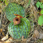 Cypripedium lichiangense