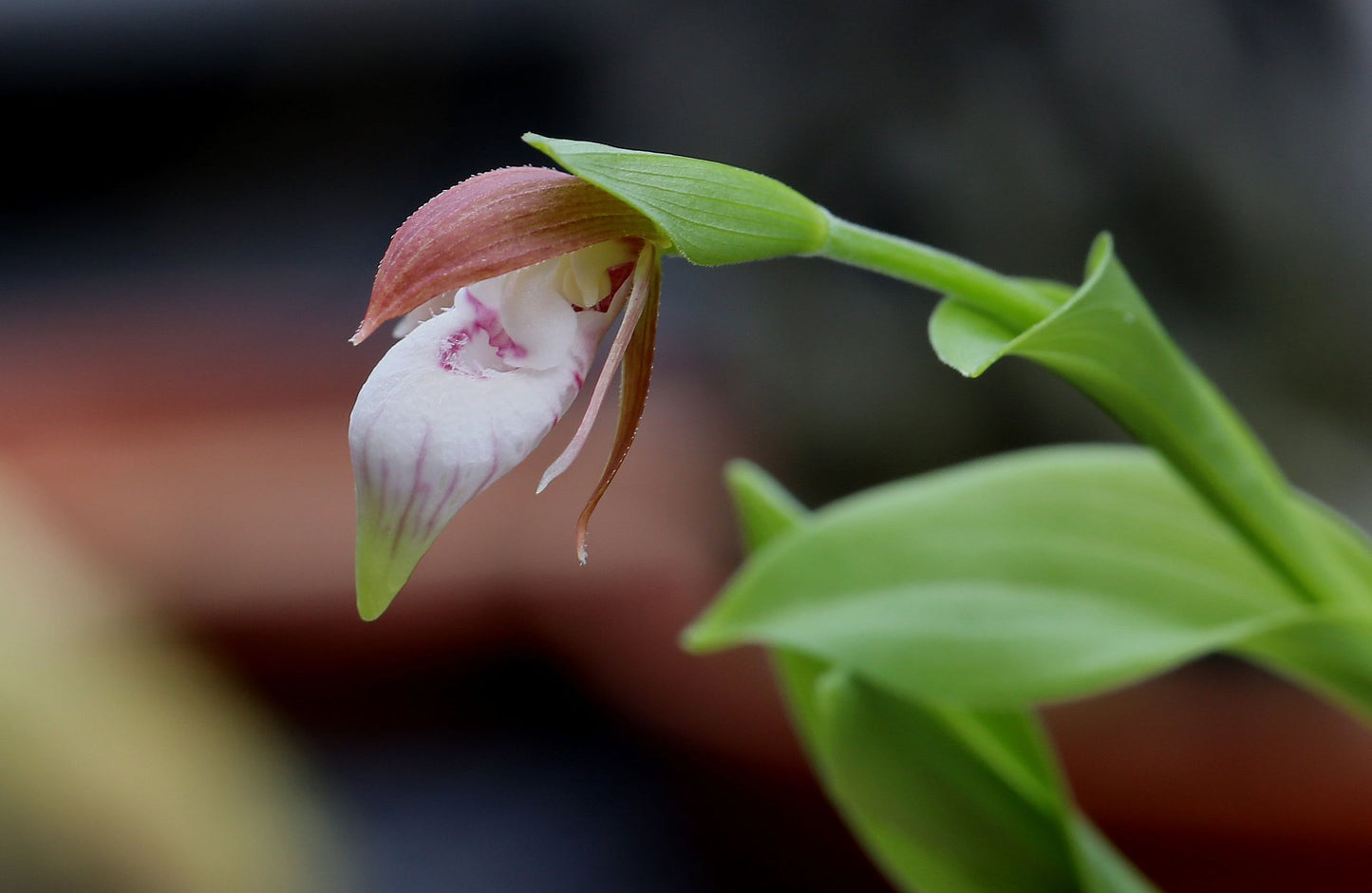 Cypripedium plectrochilum