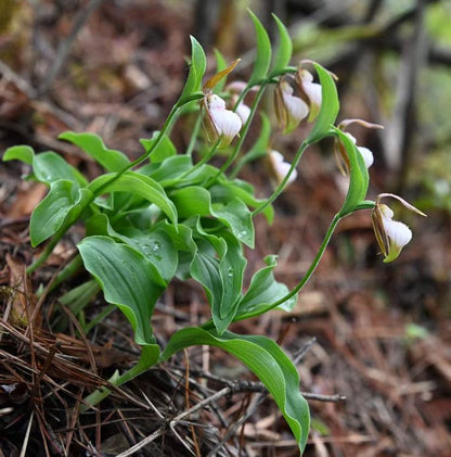 Cypripedium plectrochilum