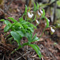 Cypripedium plectrochilum