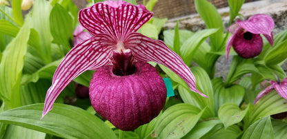 Cypripedium tibeticum