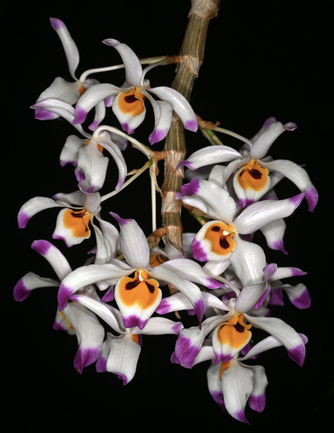 Dendrobium wardianum