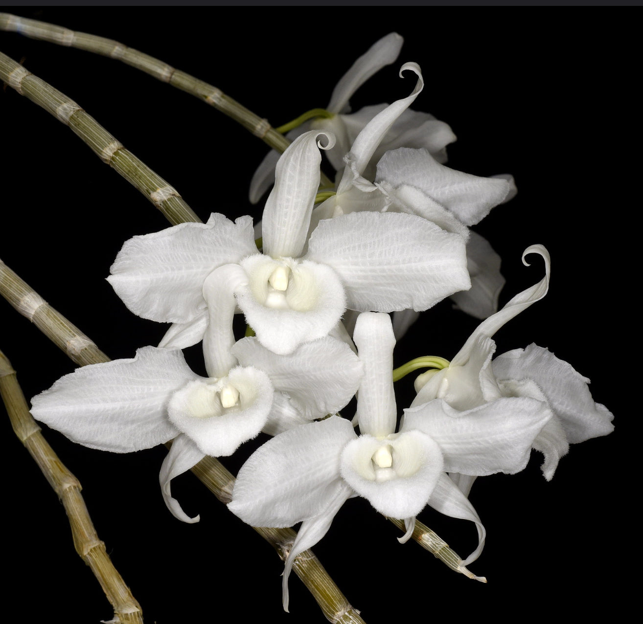 Dendrobium anosmum