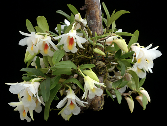 Dendrobium christyanum