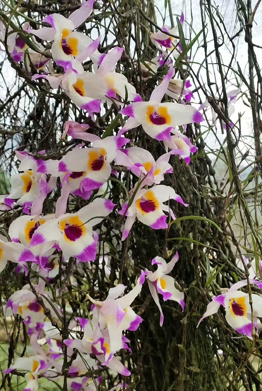 Dendrobium falconeri