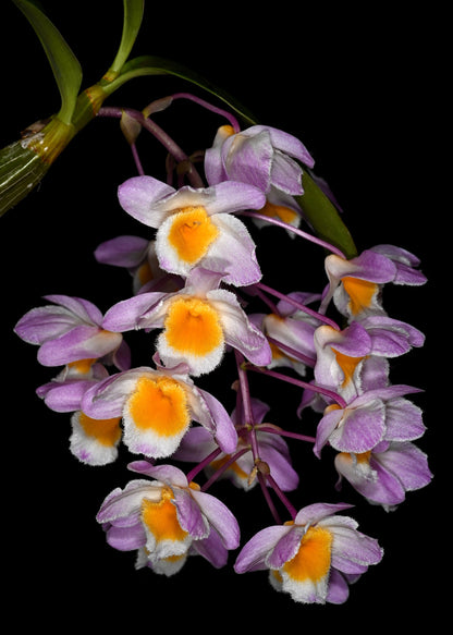 Dendrobium farmeri