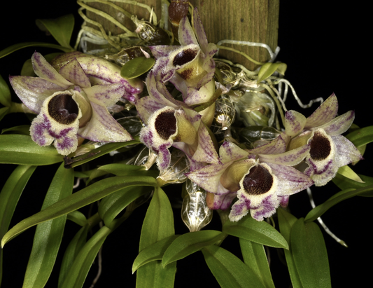 Dendrobium hekouense