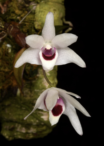 Dendrobium henanense