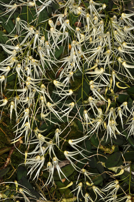 Dendrobium linguiforme