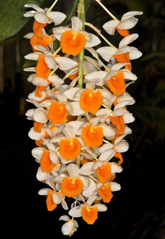 Dendrobium thyrsiflorum