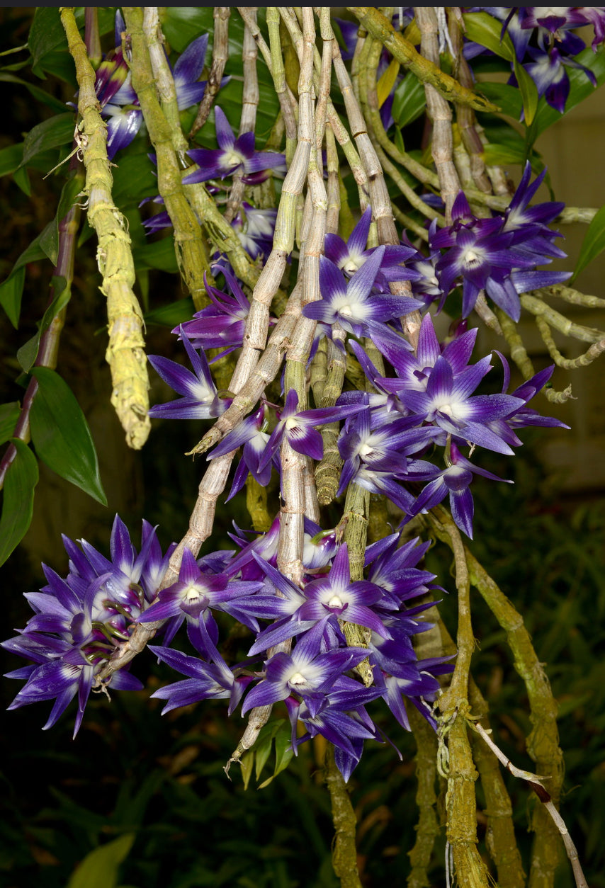 Dendrobium victoria-reginae