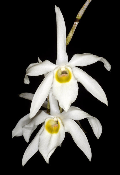 Dendrobium wilsonii